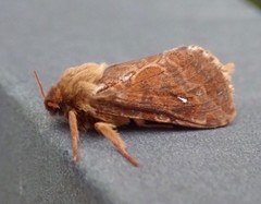 Korscheltellus fusconebulosa