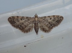 Eupithecia abbreviata