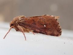 Korscheltellus fusconebulosa