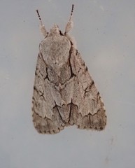 Acronicta psi