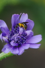 Lasioglossum