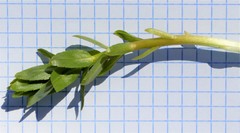 Lobelia sessilifolia