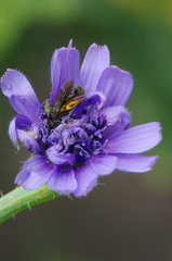 Lasioglossum