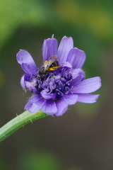 Lasioglossum
