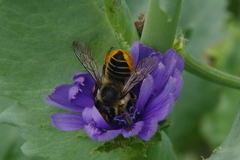 Megachile perihirta