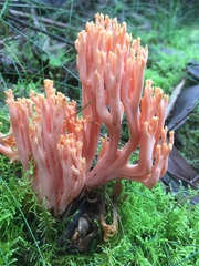 Ramaria samuelsii