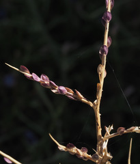Lepidium sativum