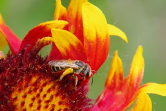 Halictus ligatus