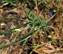 Exoacantha heterophylla