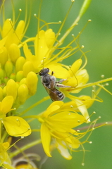 Lasioglossum sisymbrii
