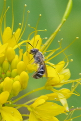 Lasioglossum sisymbrii