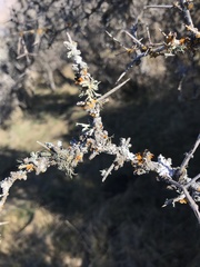 Teloschistes velifer