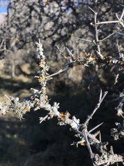 Teloschistes velifer