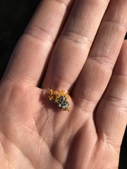 Teloschistes velifer