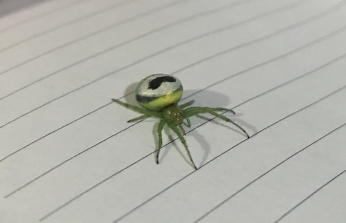 Kidney Garden Spider