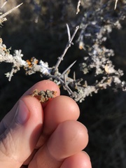 Teloschistes velifer