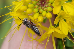 Coelioxys