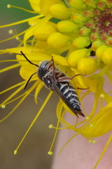 Coelioxys