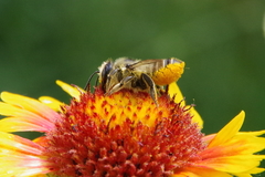 Megachile perihirta