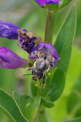 Megachile perihirta