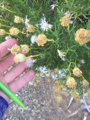 Ericameria linearifolia