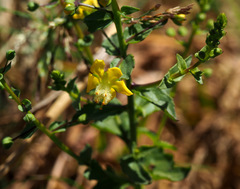 Verbascum heterophyllum