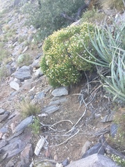 Ericameria linearifolia