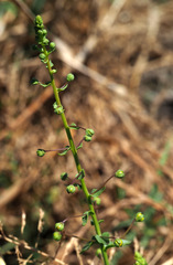 Verbascum heterophyllum