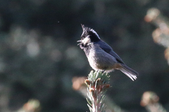 Periparus rubidiventris