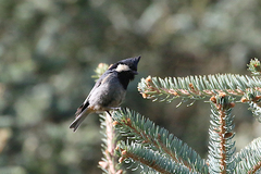 Periparus rubidiventris