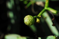 Cissus quadrangularis