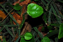 Cissus quadrangularis