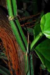 Cissus quadrangularis