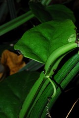 Cissus quadrangularis