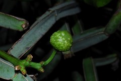 Cissus quadrangularis
