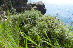 Eriophyllum staechadifolium