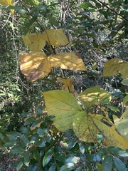 Dioscorea dregeana