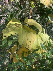 Dioscorea dregeana