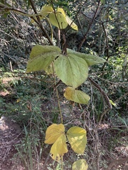 Dioscorea dregeana