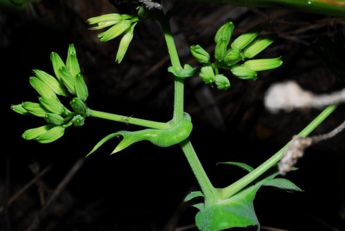 Solanecio angulatus