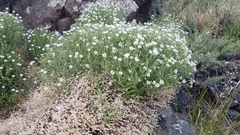 Stellaria dichotoma