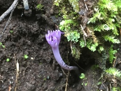 Ramariopsis pulchella