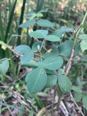 Argyrolobium tomentosum