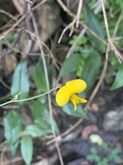 Argyrolobium tomentosum
