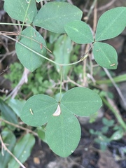 Argyrolobium tomentosum