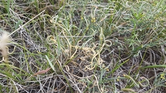 Ephedra dahurica