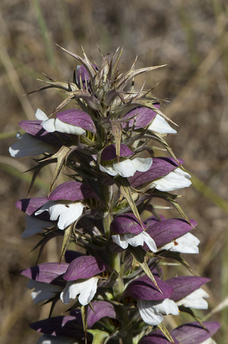 Acanthus spinosus