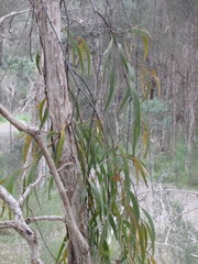 Amyema pendula pendula