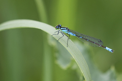 Coenagrion angulatum