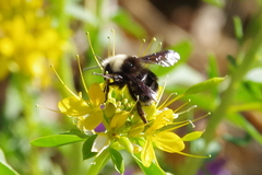 Bombus vosnesenskii